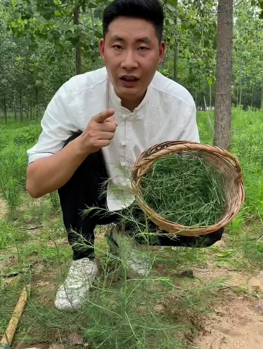 猪毛菜是一种传统的野菜,我们这边叫它蓬蓬菜