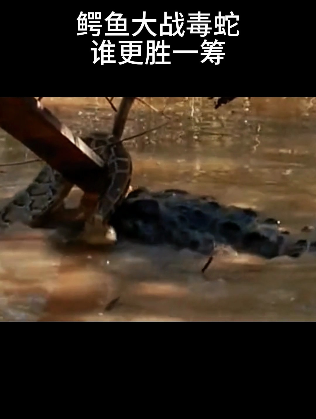 鳄鱼大战毒蛇,谁更胜一筹?