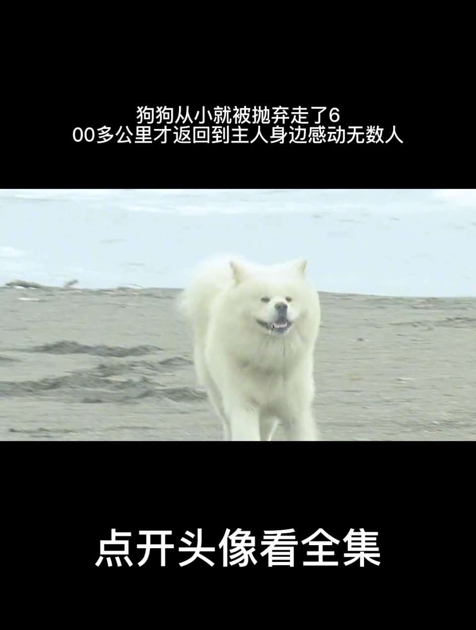 狗狗从小就被抛弃,走了600多公里才返回到主人身边,感动无数人