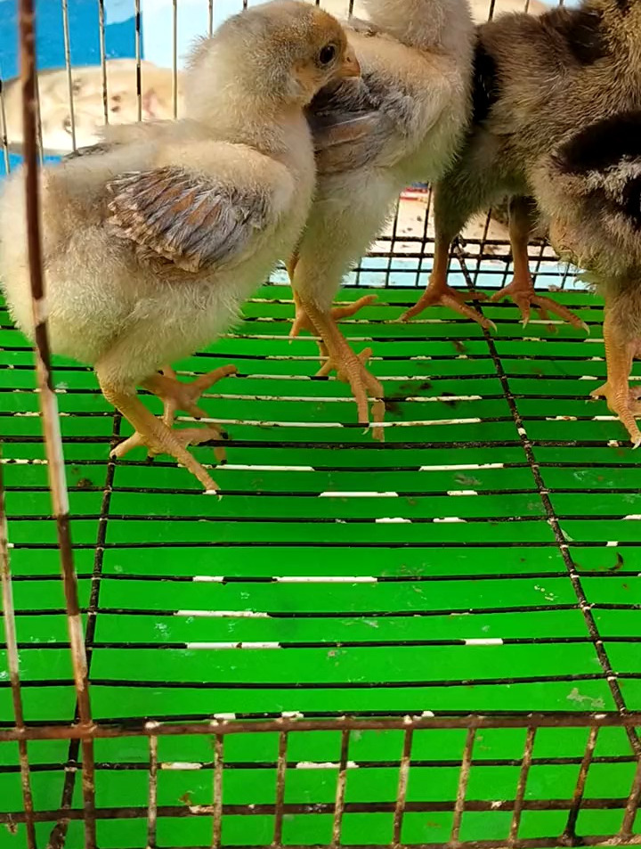 什么是真正的鱼鳞鸡苗!