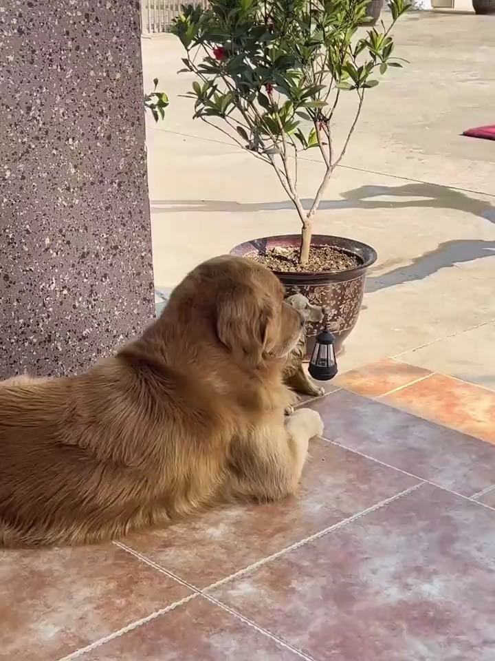 春天来了,毛毛和奶奶去打野菜