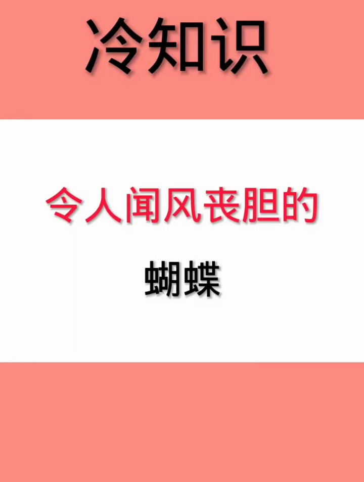 令人闻风丧胆的蝴蝶,居然吃肉