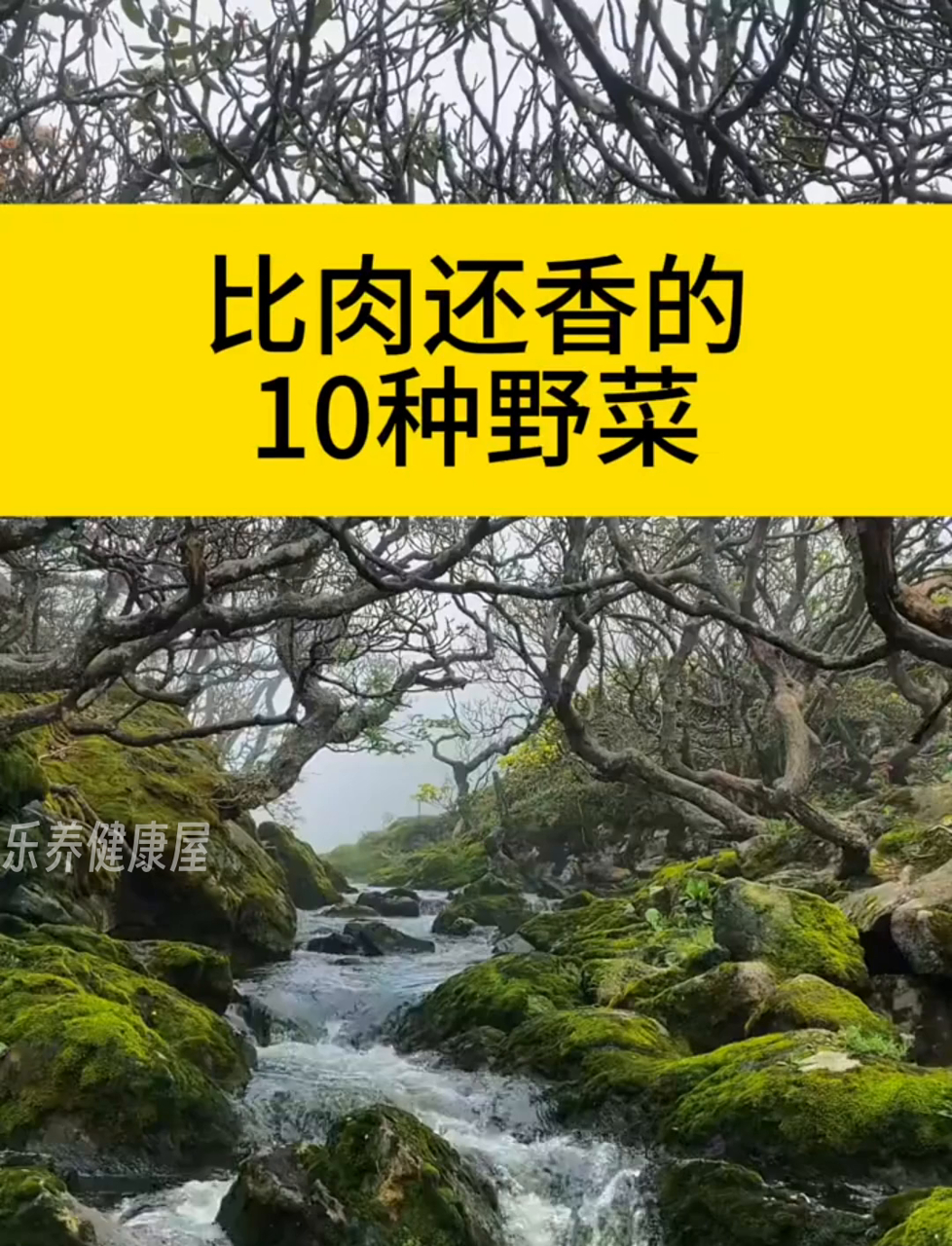 12种野味蔬菜,比肉还香还低脂肪!