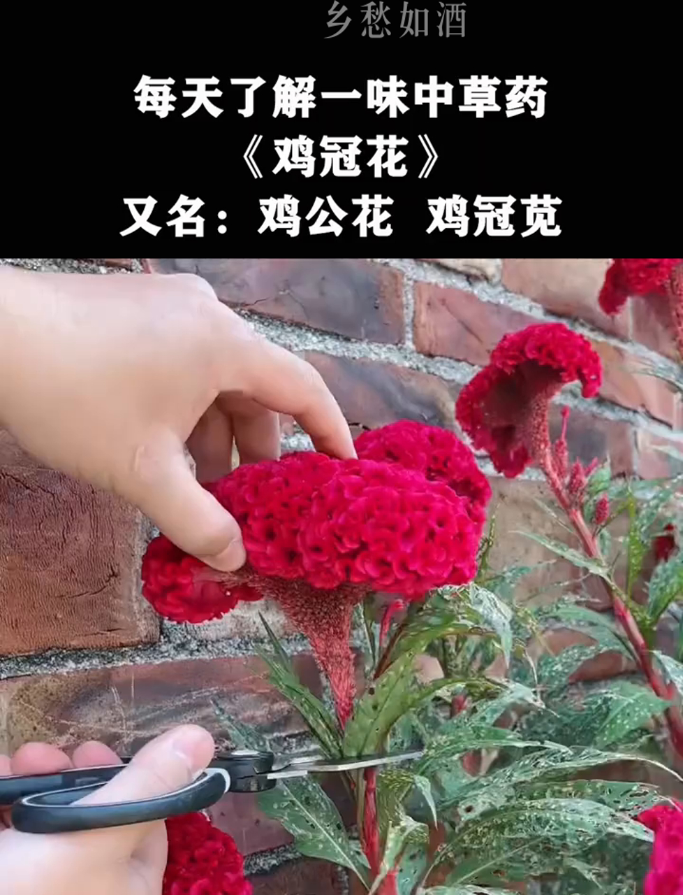 鸡冠花,也叫鸡公花、鸡冠苋,这些花苗儿的妙用,你了解吗?