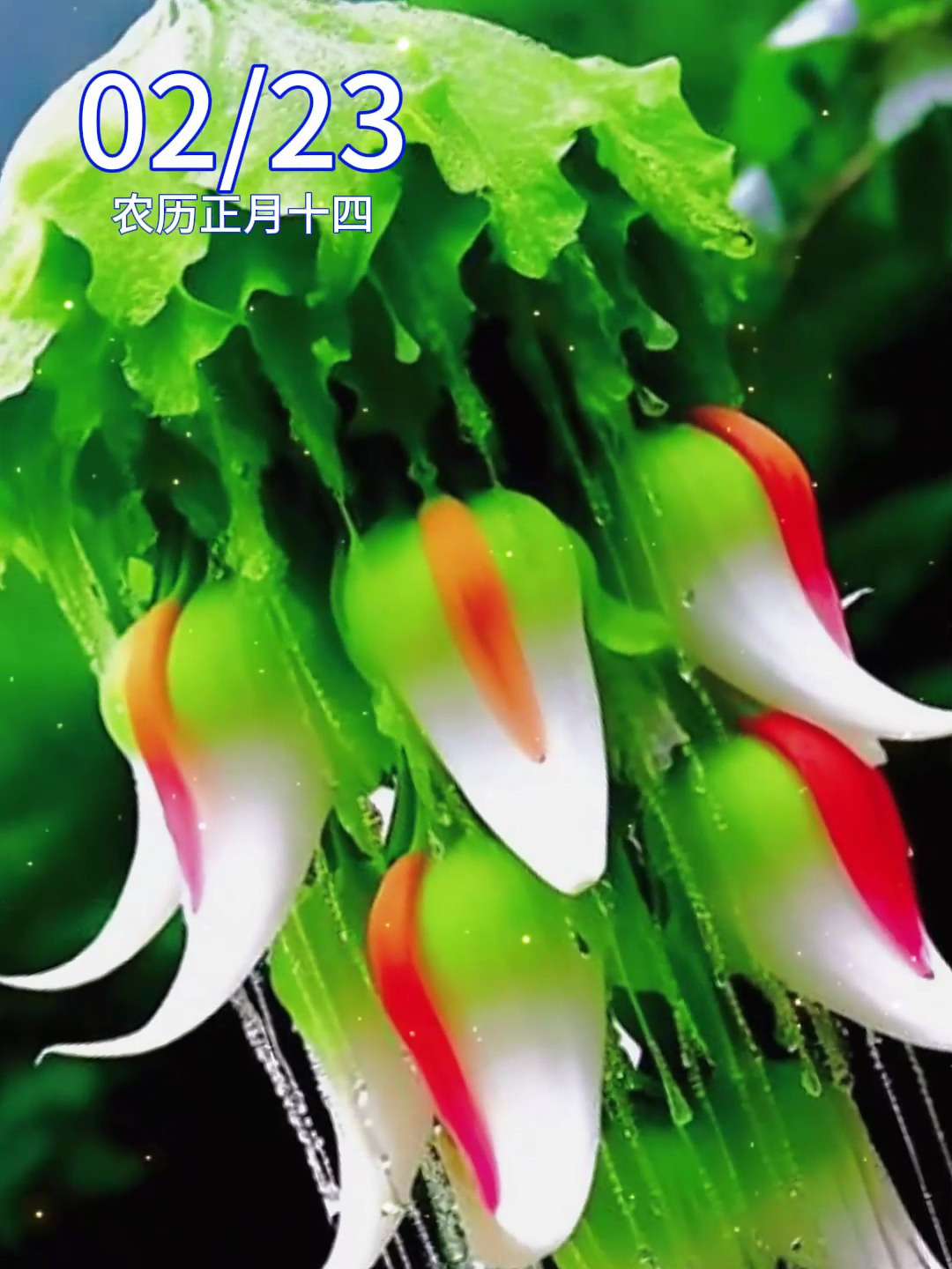 早安祝福问候表情图