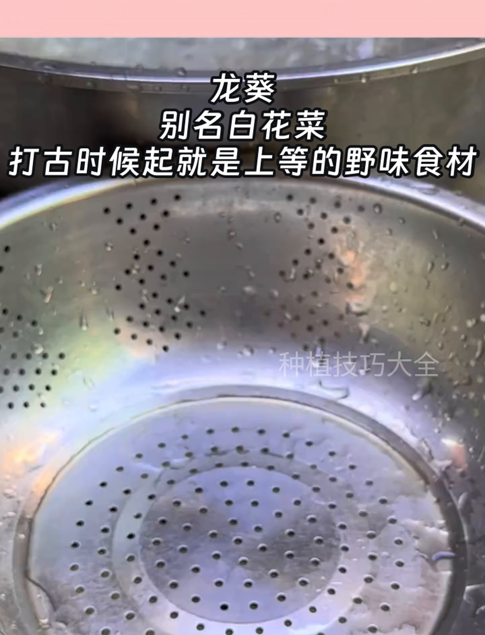 龙葵,别名白花菜,打古时候起就是上等的野味食材