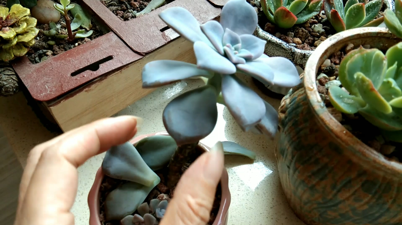 最好养的多肉植物紫乐,到底是该掐心还是砍头,看看花主怎么做的