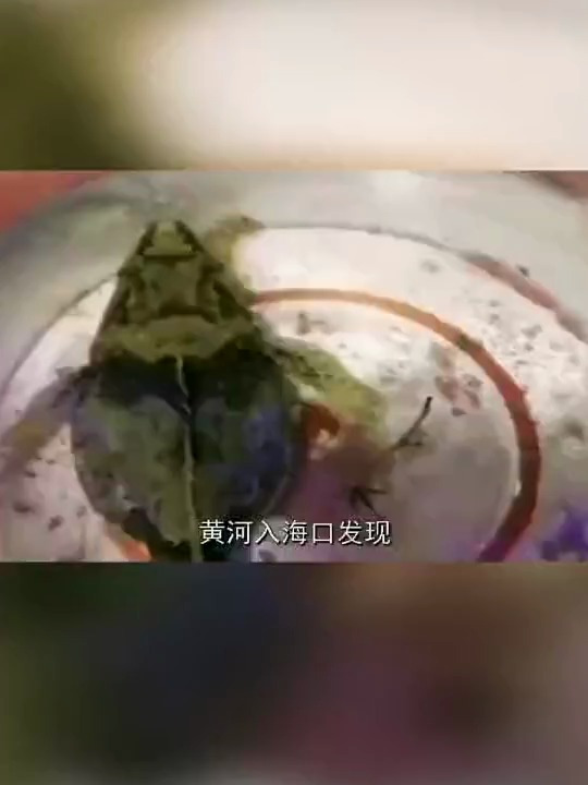 什么鱼两千一斤都吃不到?黄河发现野生松江鲈鱼