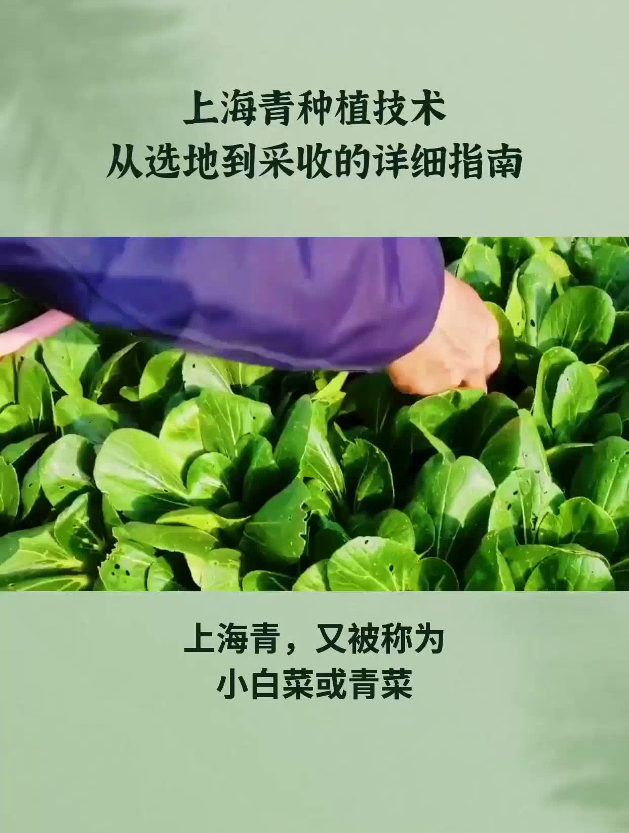 上海青适合几月种植