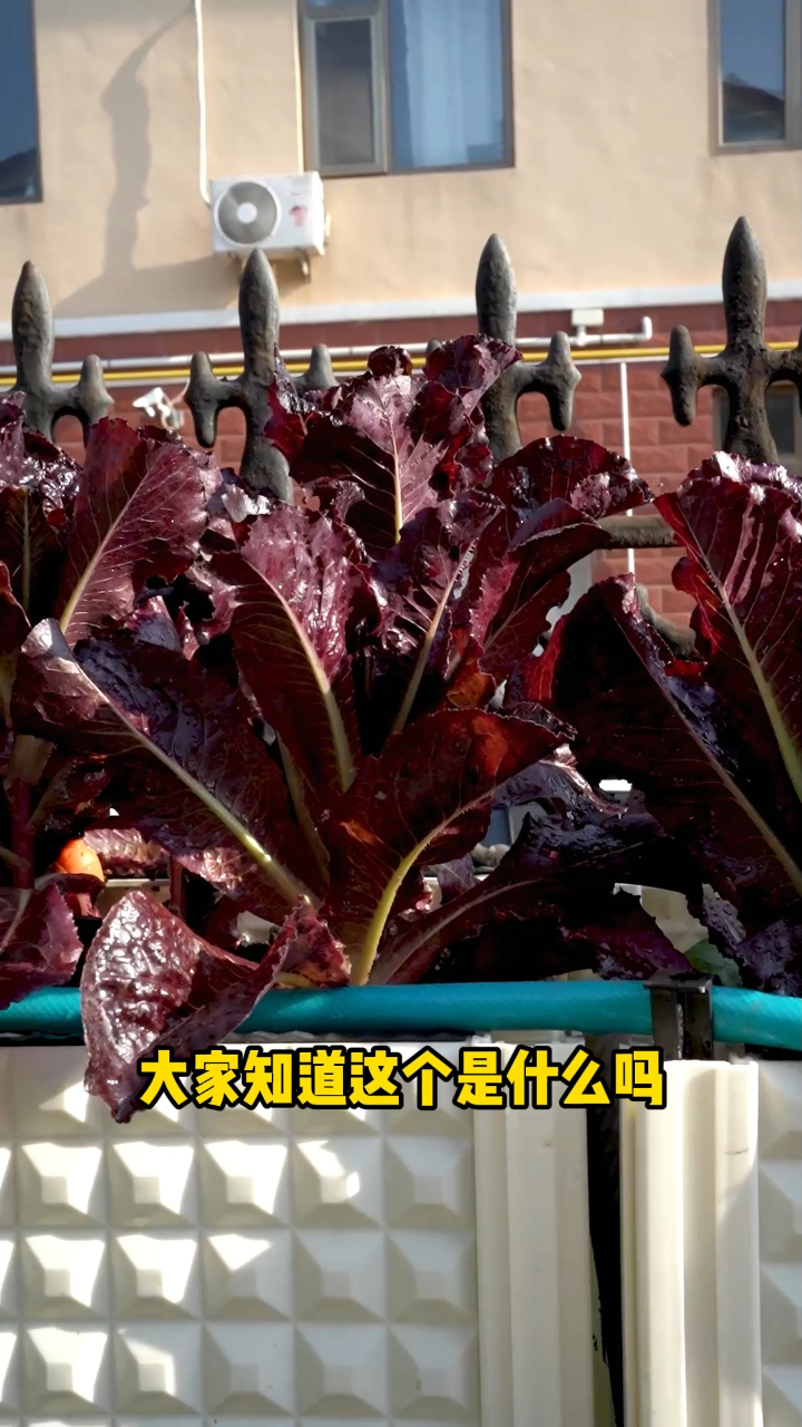 有一种菜呀比花还漂亮大家知道这个是什么吗