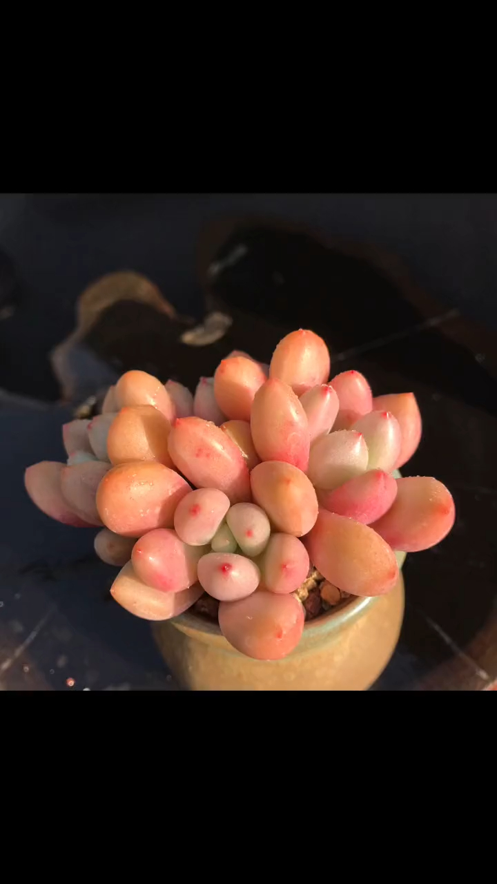 精控老桩 桃花源