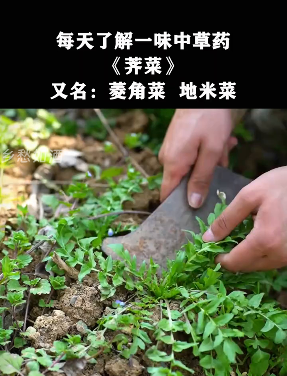 乡下遍地的荠菜,泡水喝好处多,你尝过没?