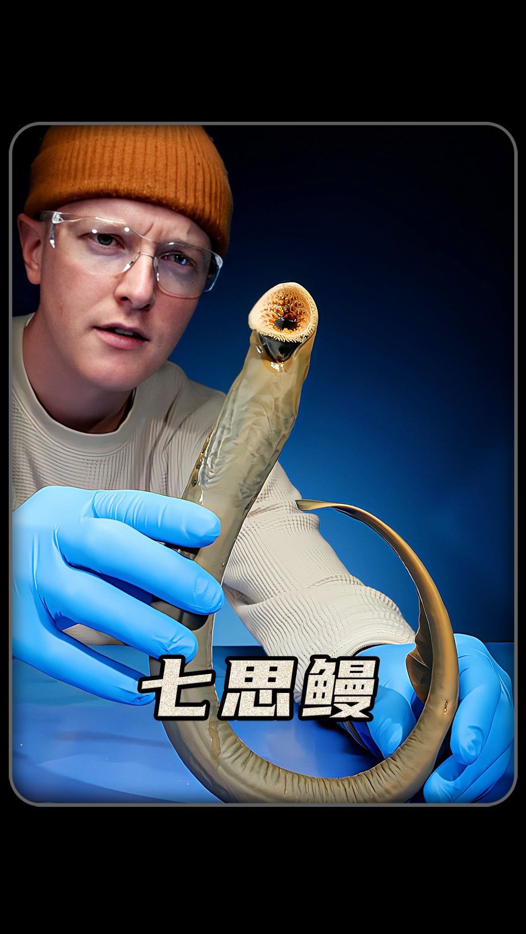 七思鳗一天能吸寄宿主多少血?