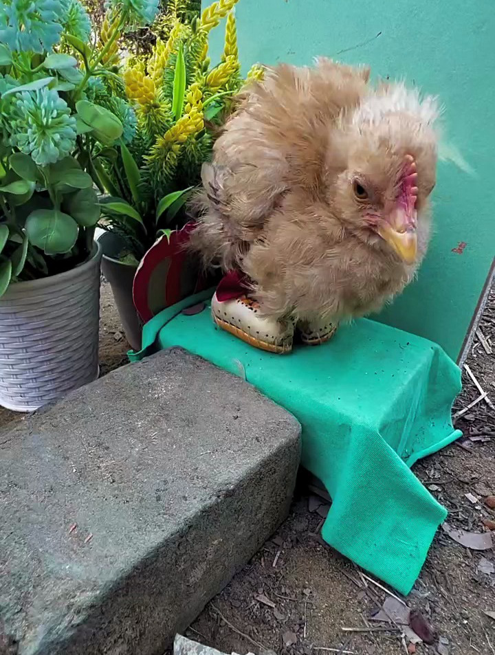 小黄鸡真搞笑、嘻嘻嘻