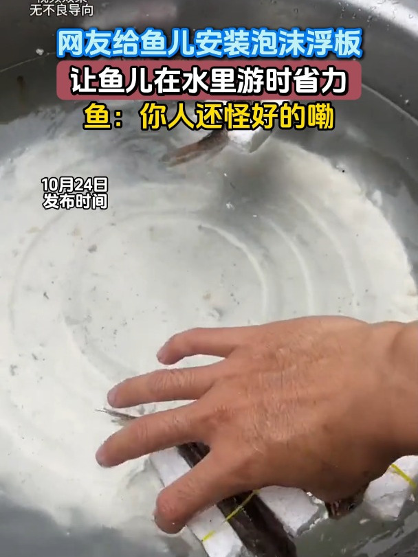 网友给鱼儿安装泡沫浮板,让鱼儿在水里游时省力