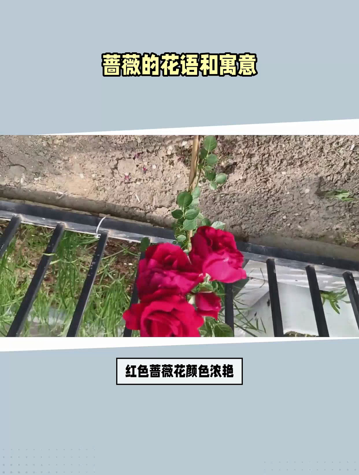 蔷薇的花语和寓意
