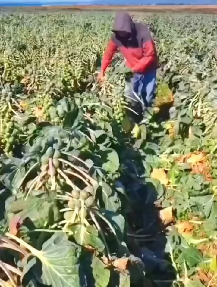 抱子甘蓝你见过么?营养丰富的一种蔬菜