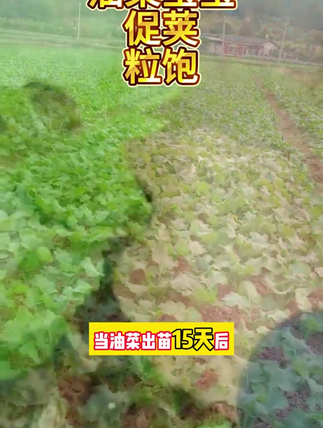 油菜出苗15天后,就要及时的给它补充营养肥了,不然容易高脚苗
