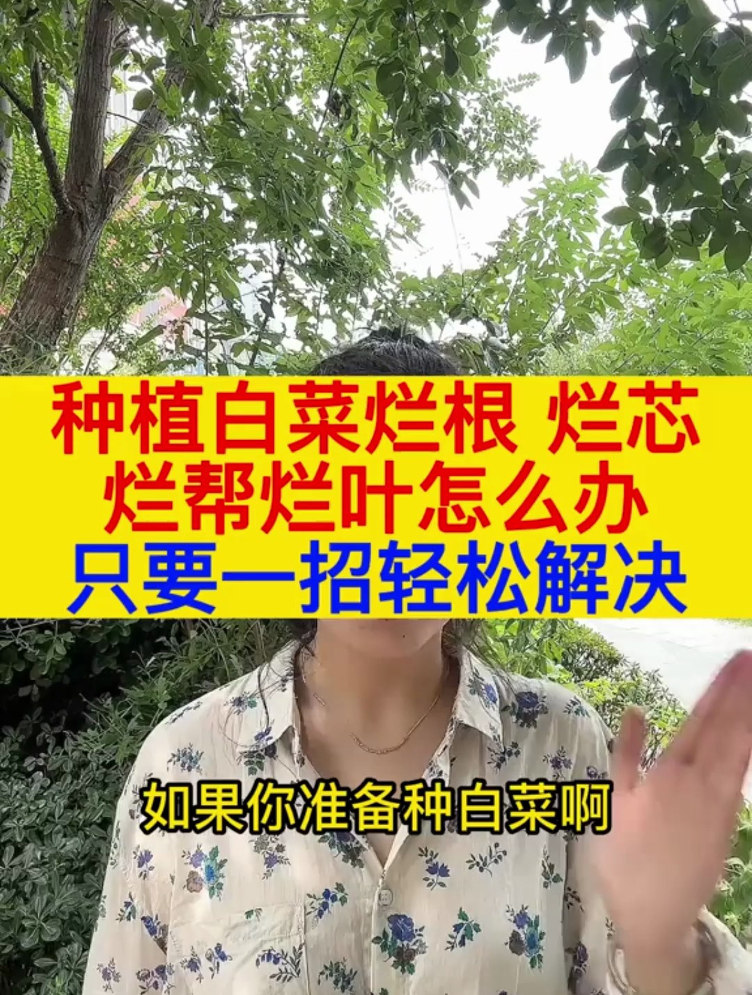 种植白菜烂根烂心烂帮烂叶怎么办,只需要一招轻松解决