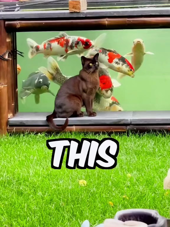 关于猫和鱼的故事