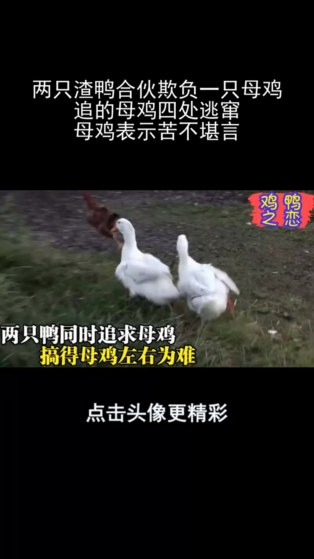 两只渣鸭合伙欺负一只母鸡,追的母鸡四处逃窜,母鸡表示苦不堪言