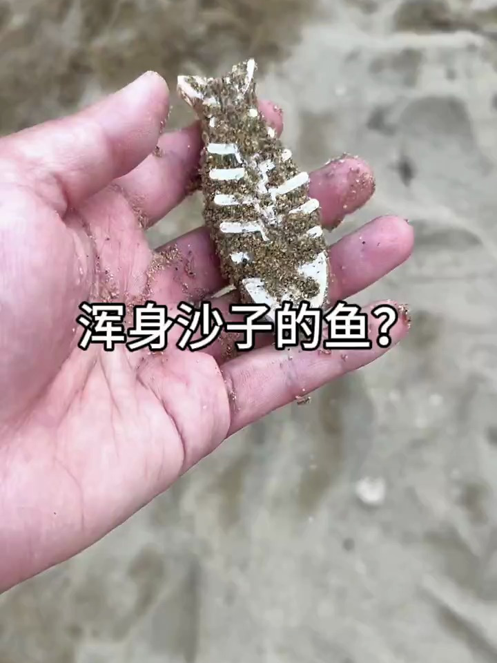 怎么洗一洗就把鱼骨头变成了萨卡班甲鱼啦