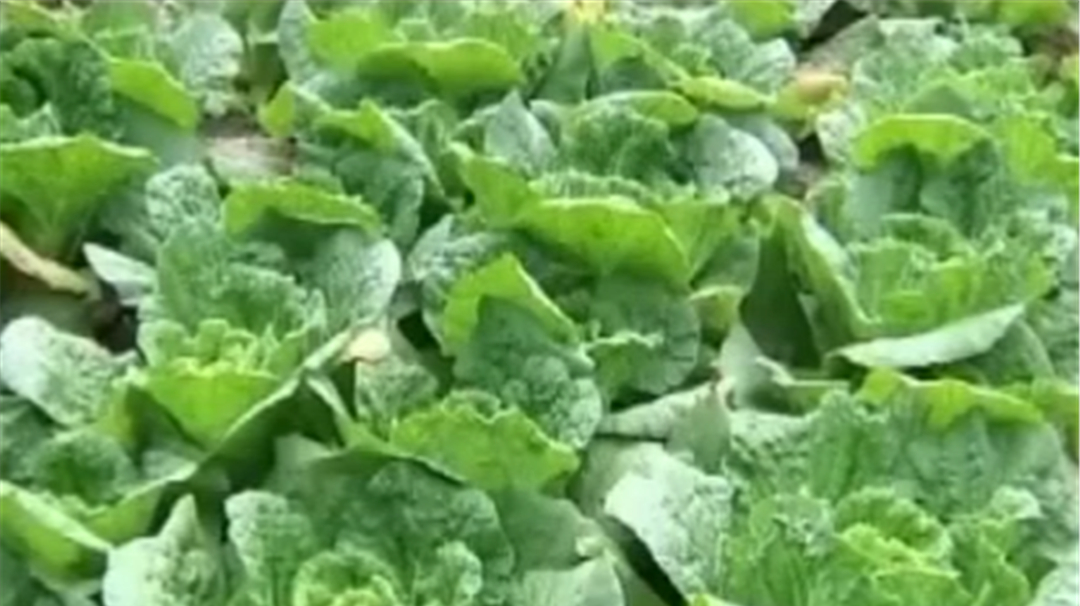 保护地种植迷你白菜 品种如何选择?应挑选饱满颜色新鲜的种子