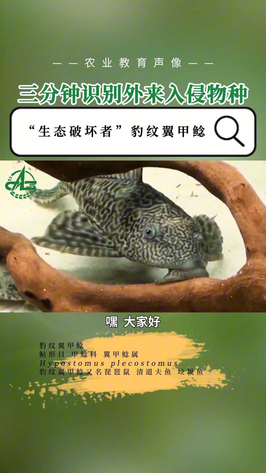 三分钟识别外来入侵物种——“生态破坏者”豹纹翼甲鲶