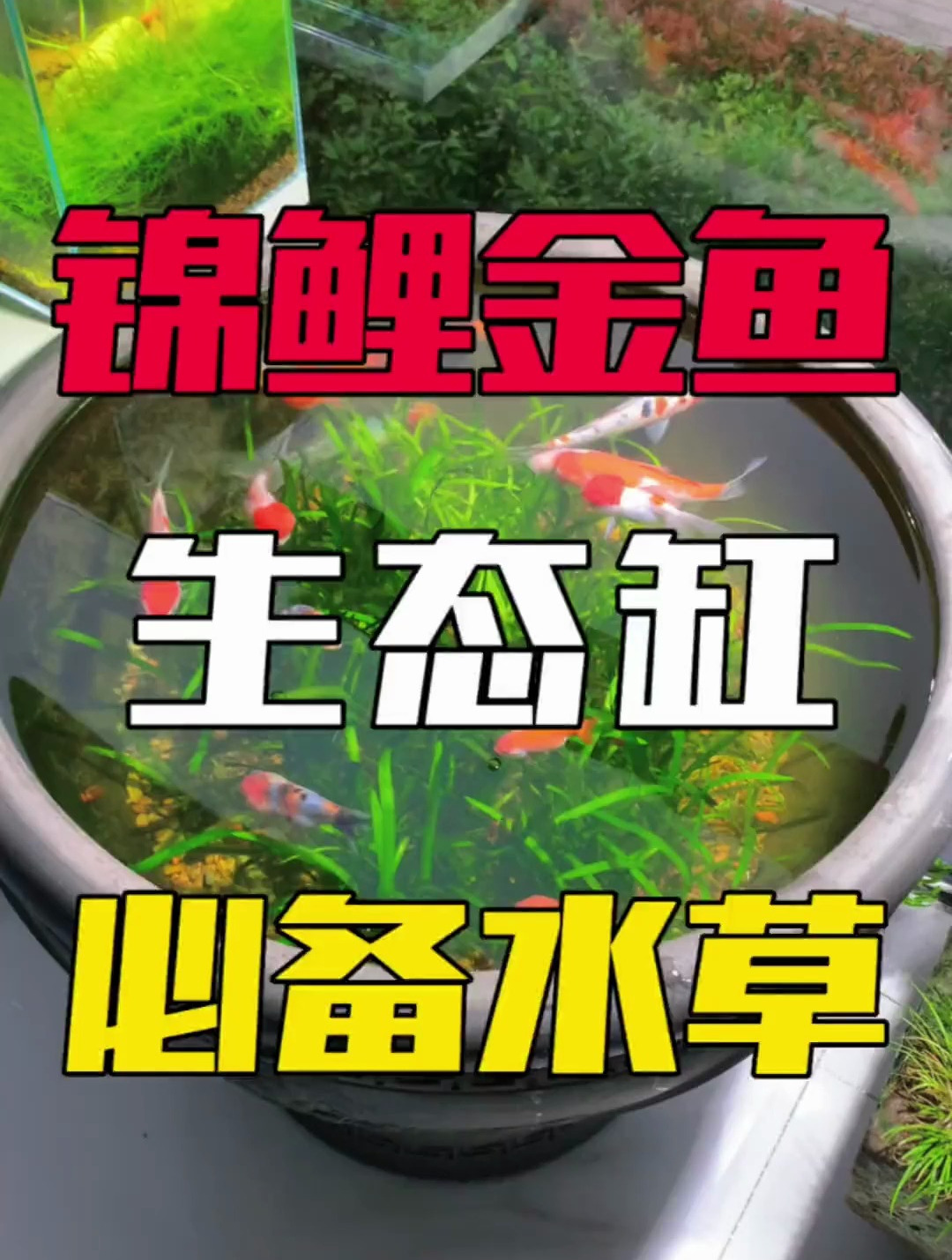 自从有了大水兰,不用过滤,也能养好锦鲤和金鱼