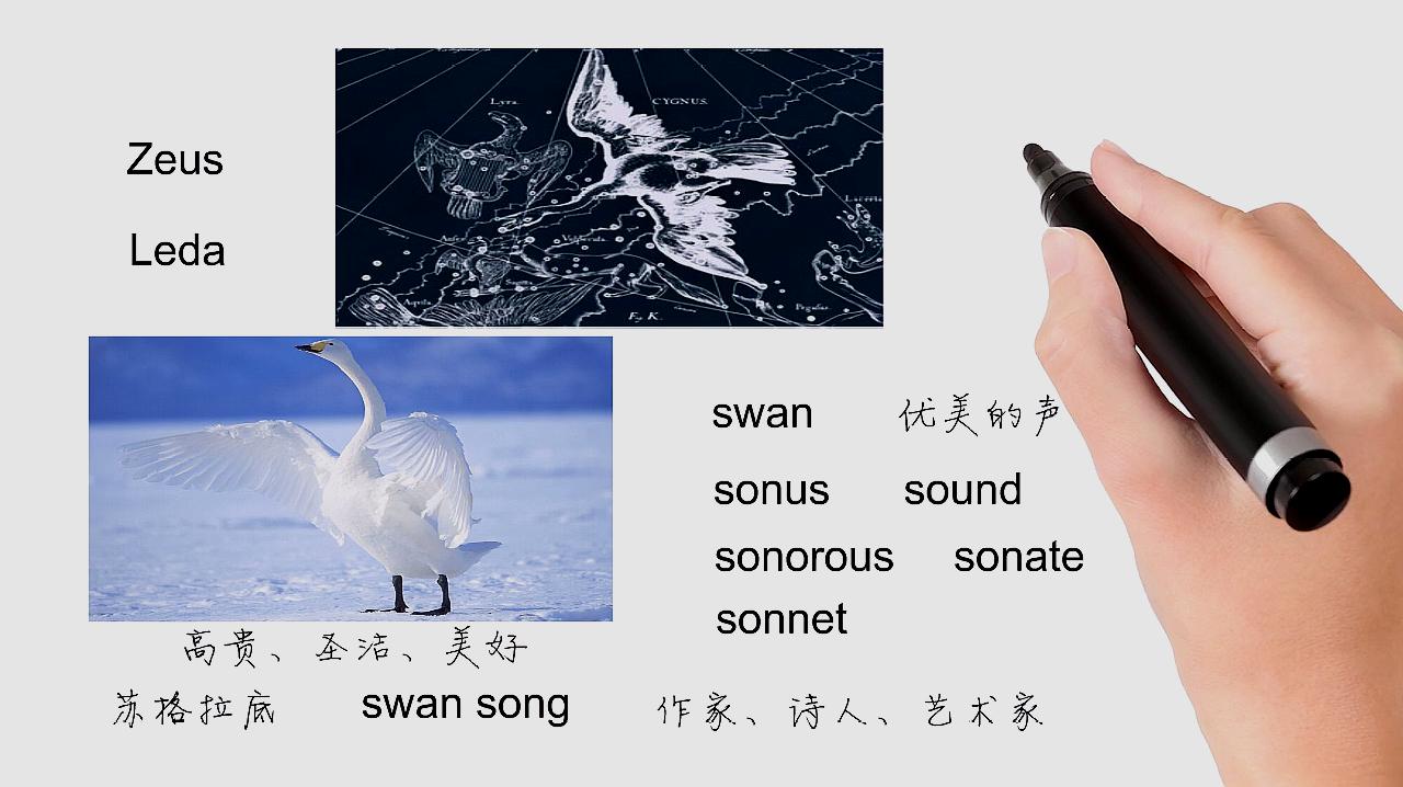 [图]英语单词背后的文化,swan song有关天鹅之绝唱,轻松学英语