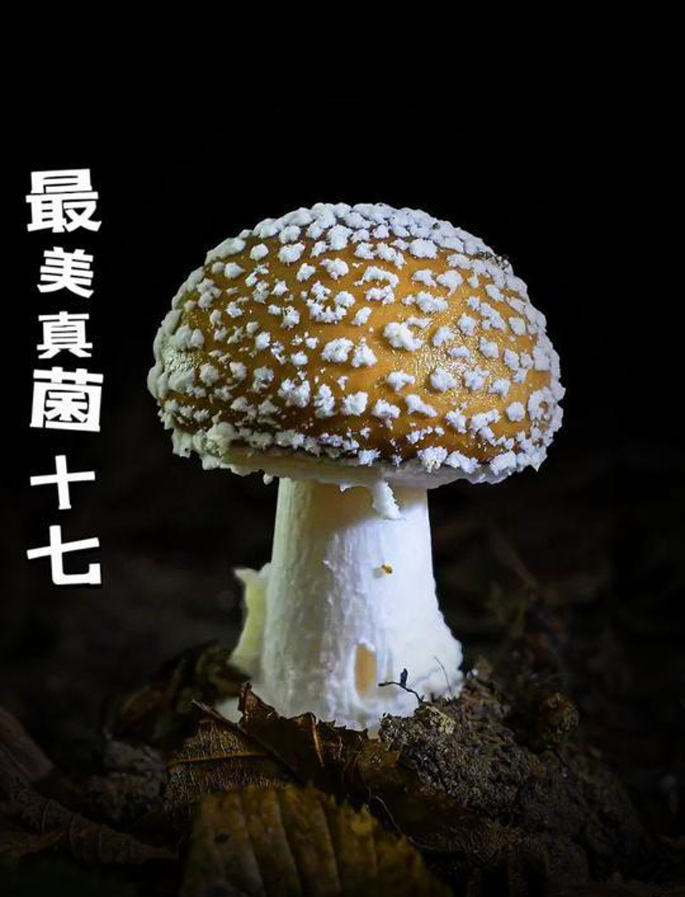第十七期:揭秘毒蝇鹅膏,毒蘑菇大集合!