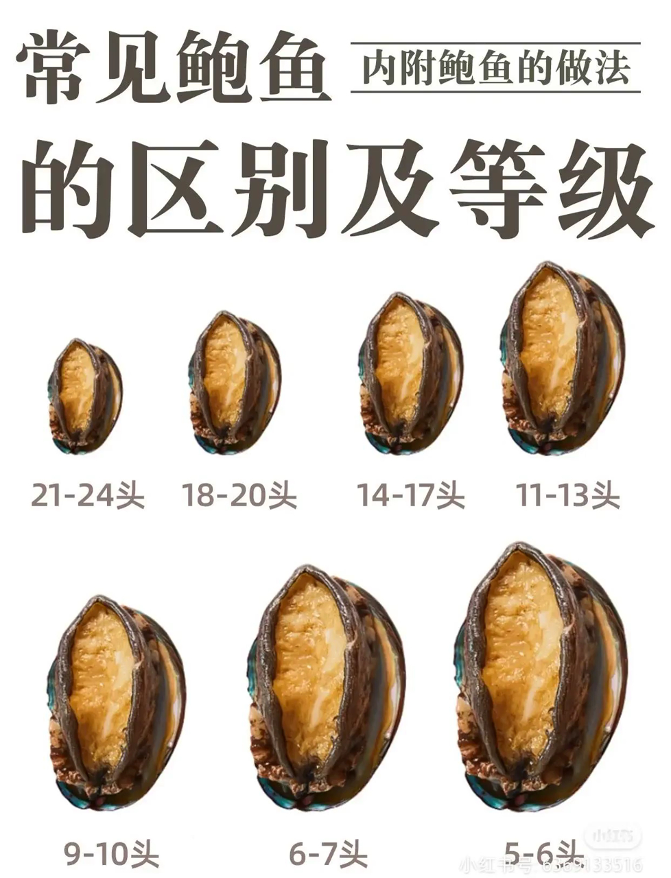 各种鲍鱼有啥不同？一文让你搞懂等级划分