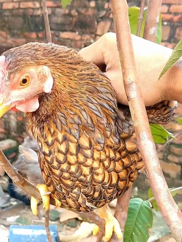 特别独特的一只鱼鳞怀特鸡!