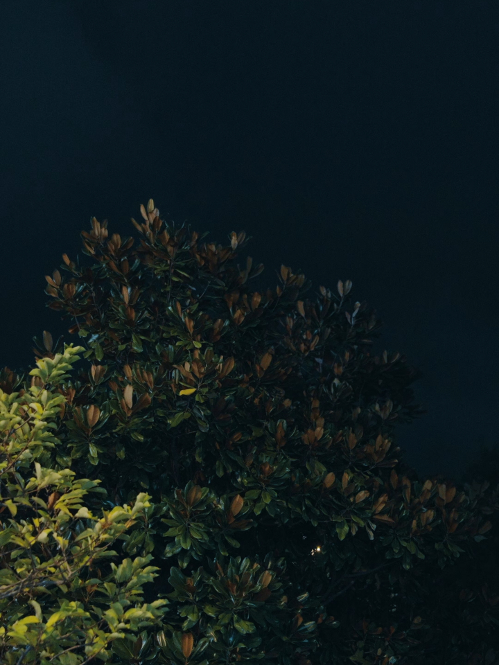 我嫁给了一条咸鱼 38