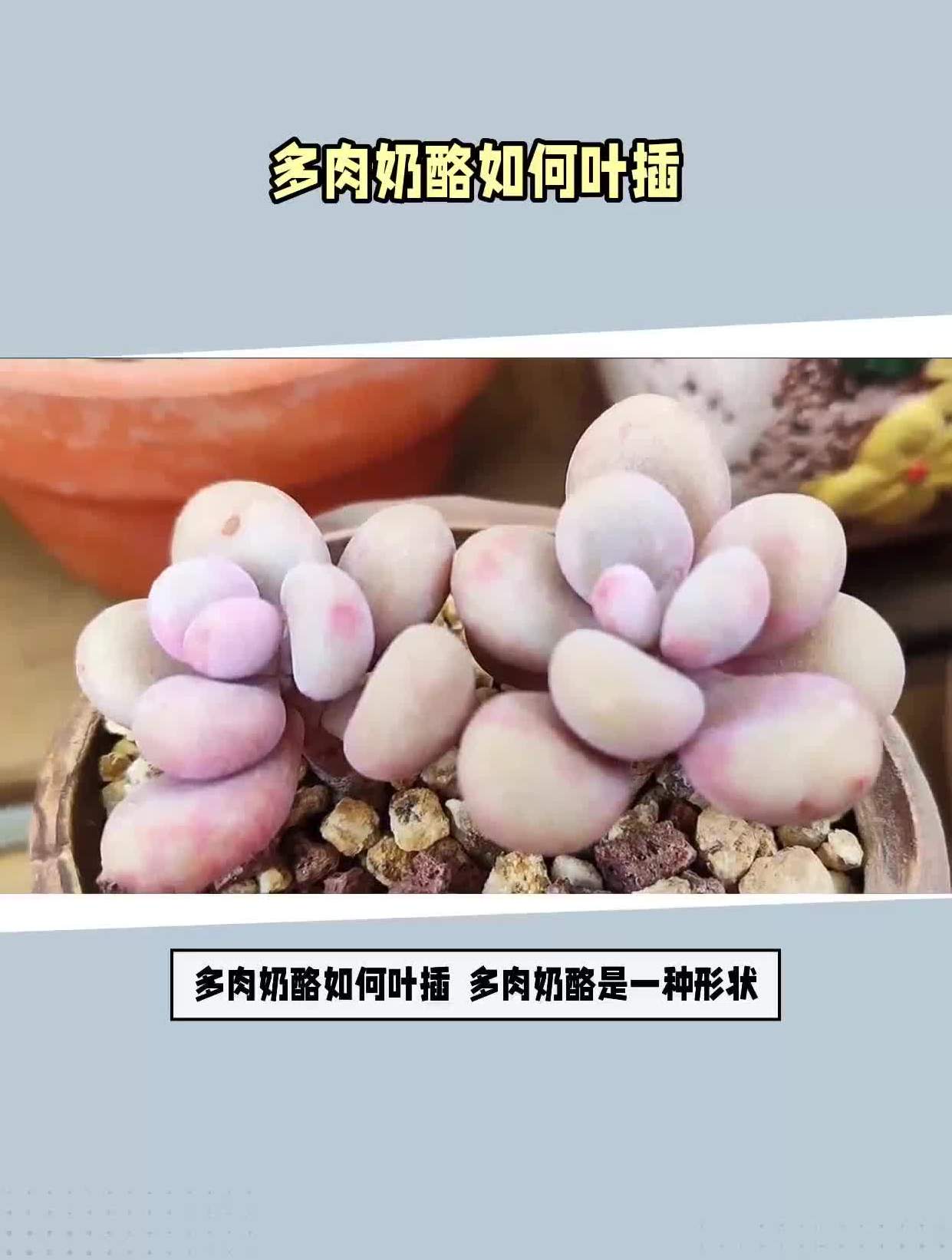 多肉奶酪如何叶插