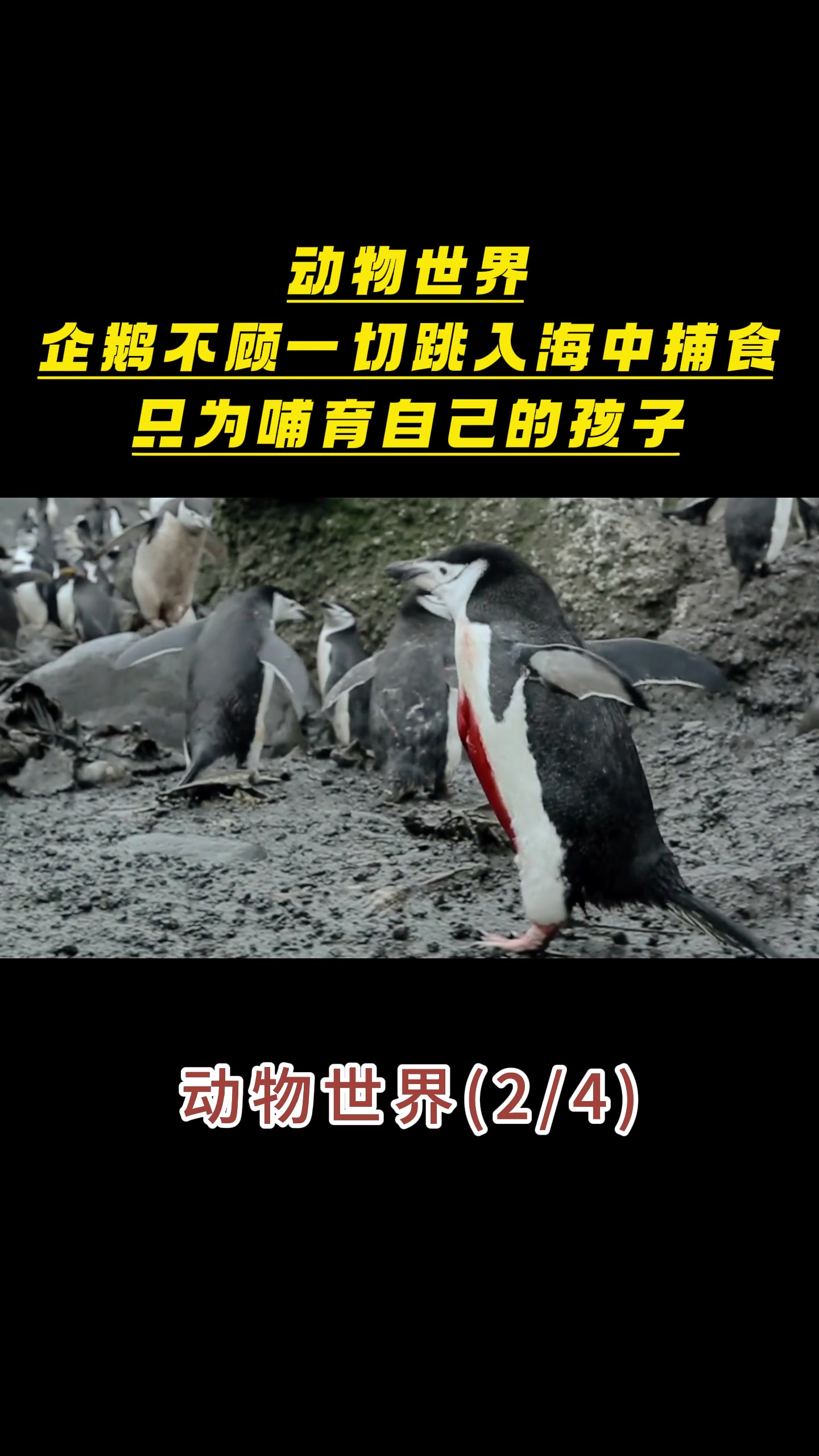 动物世界,企鹅不顾一切跳入海中捕食,只为哺育自己的孩子