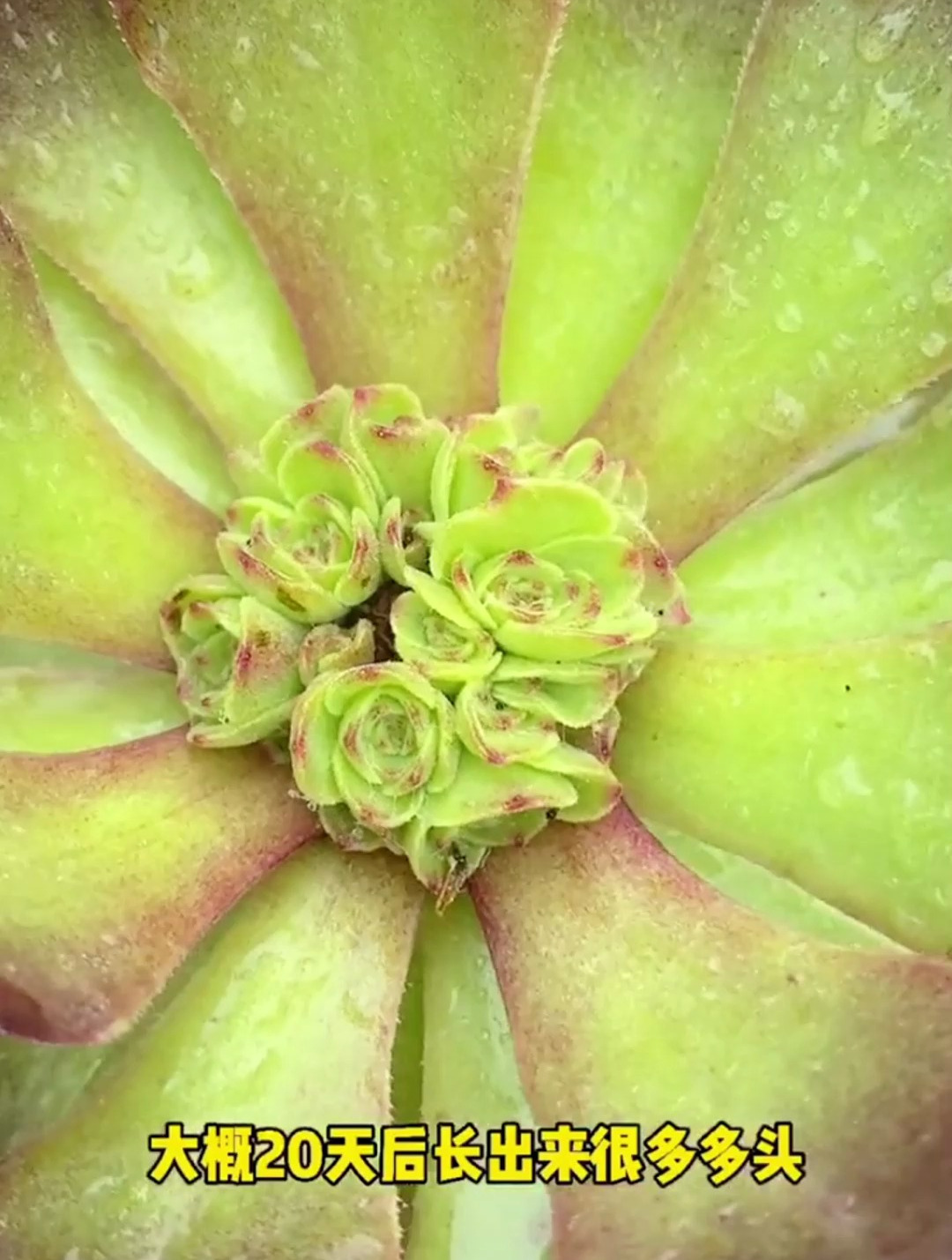 多肉简单操作一下,就能单头变多头,爱爆芽变群生 多肉植物