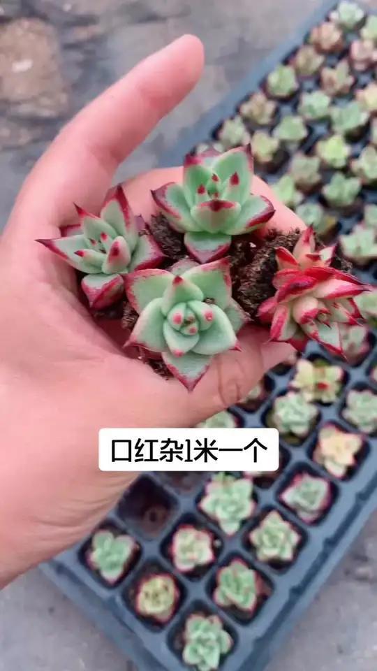 口红杂多肉植物颜色超级美