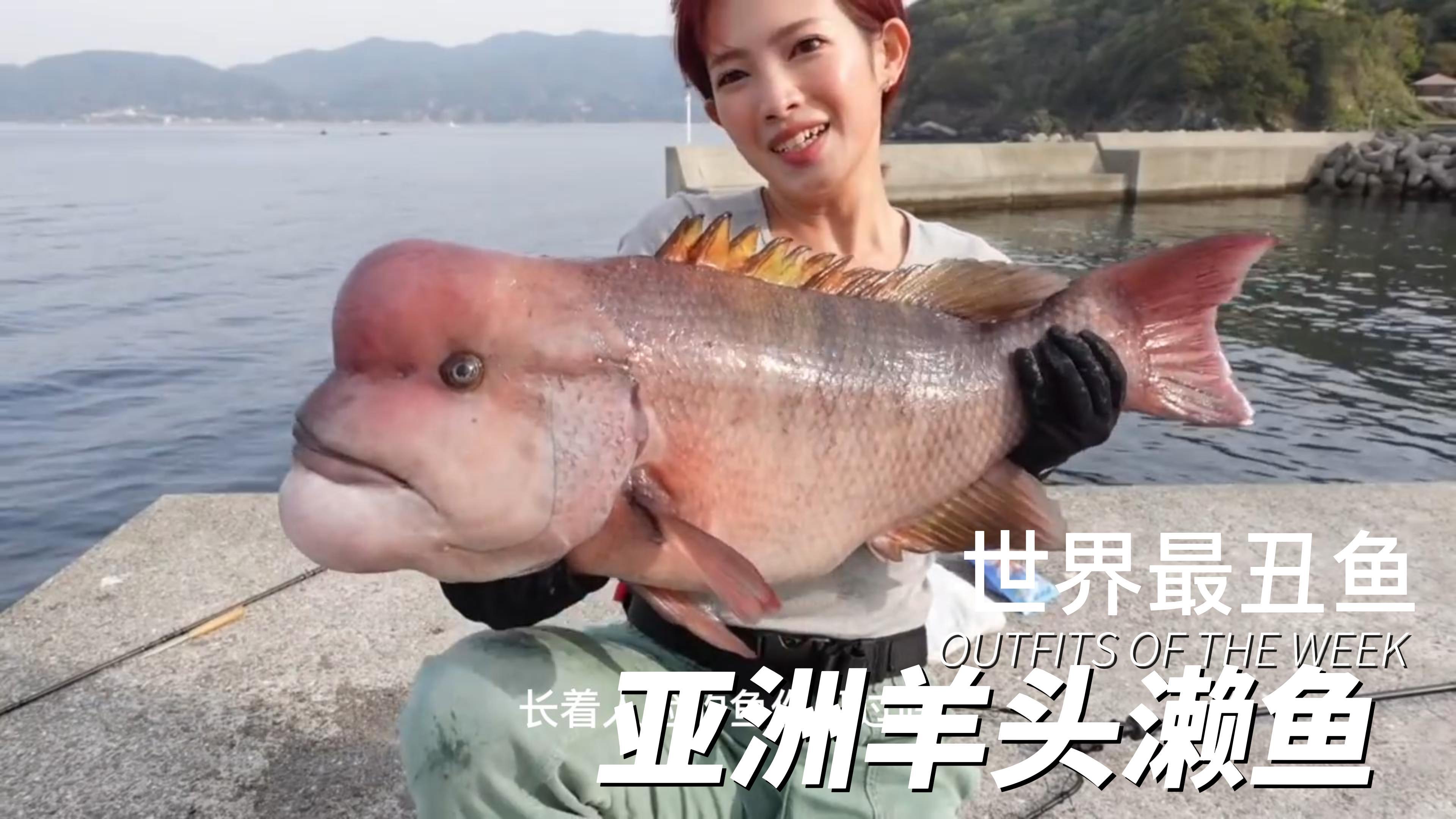 世界上最丑的鱼濑鱼