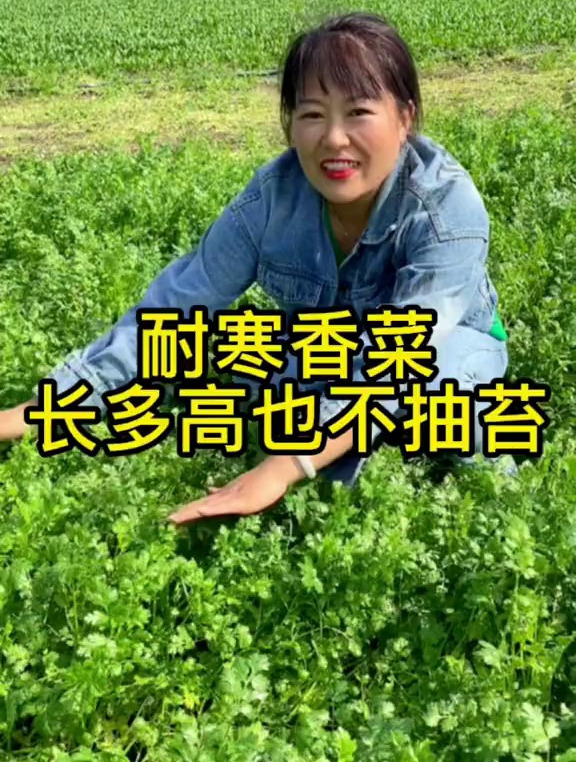 香菜不抽苔,选择品种很重要,冬天就种耐寒香菜