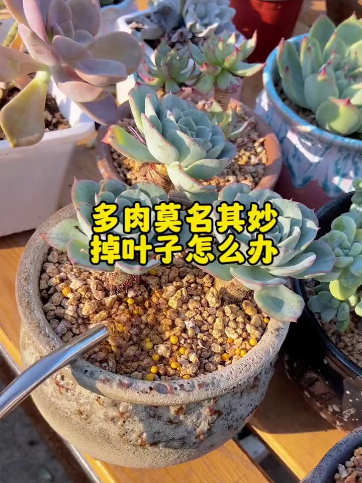 多肉莫名其妙掉叶子,杆子枯萎,怎么办?
