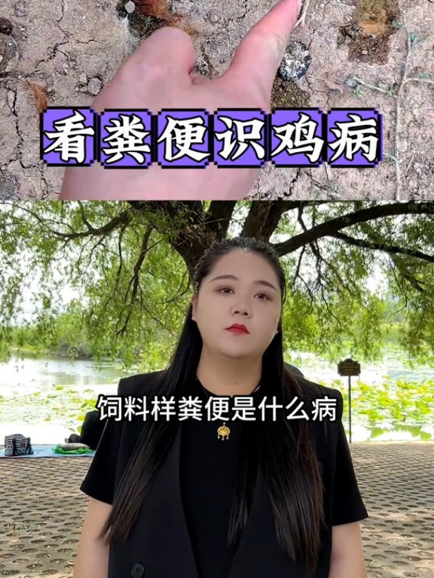 农村散养土鸡养鸡人养鸡散养土鸡养鸡小妙招