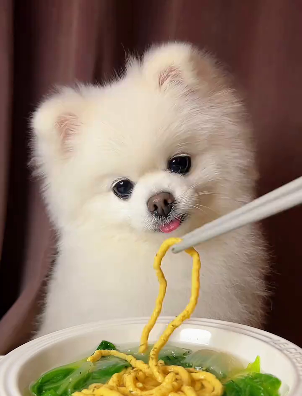 今儿个尝鲜蛋黄鸡肉面,配上白菜和电子榨菜,小豆腐初尝面条手忙脚乱,大伙儿多担待哈~