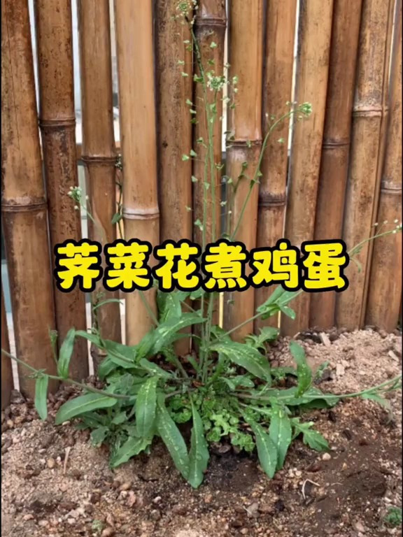 院子里发现了开花的荠菜,正好做个荠菜花煮鸡蛋,有这样吃过吗?