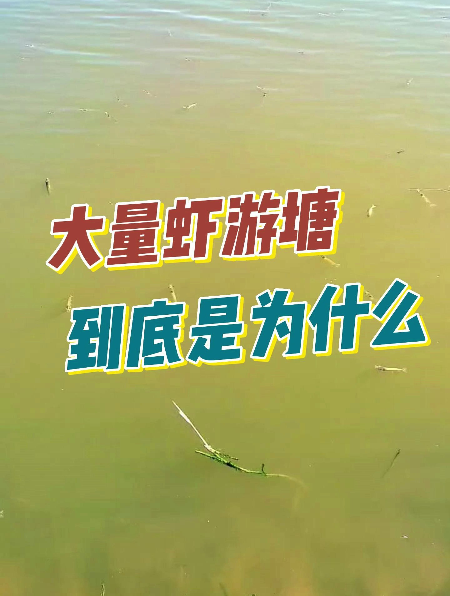 着急!大量虾游塘,到底是为什么?大家议论纷纷!