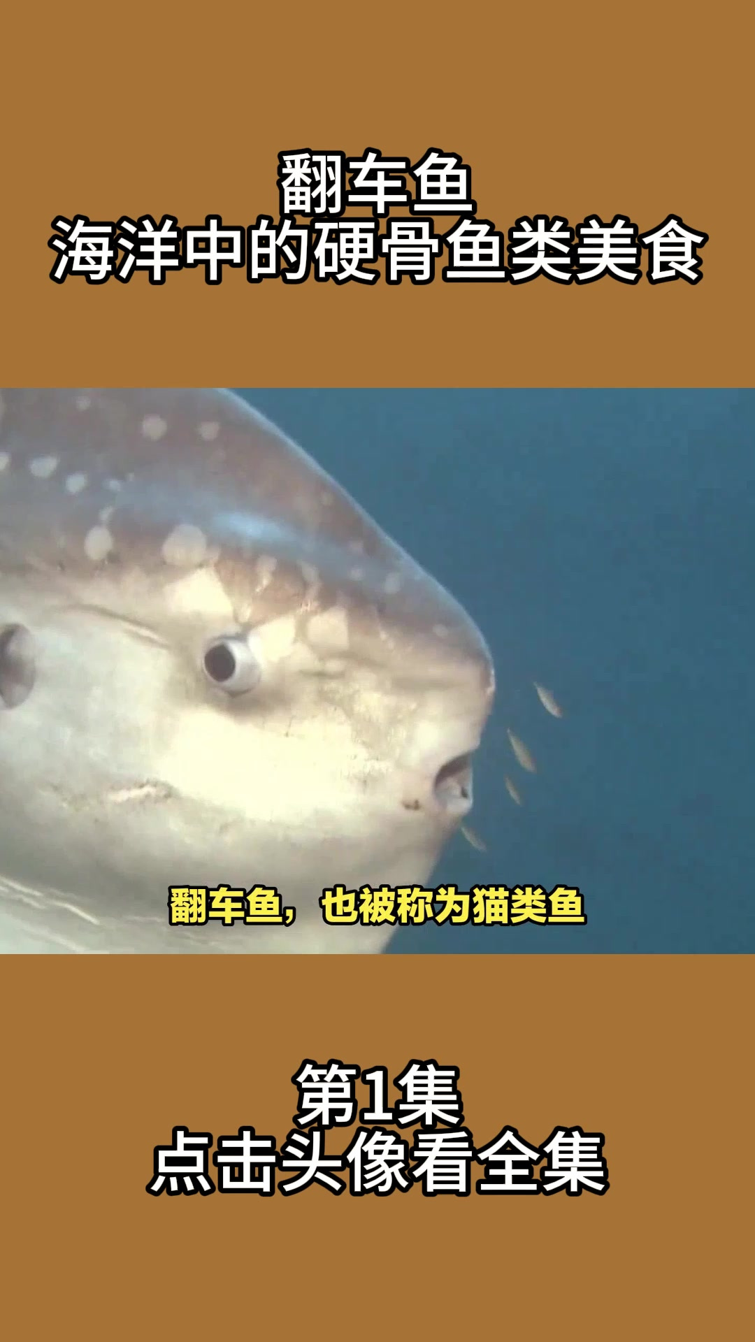 翻车鱼:海洋中的硬骨鱼类美食1