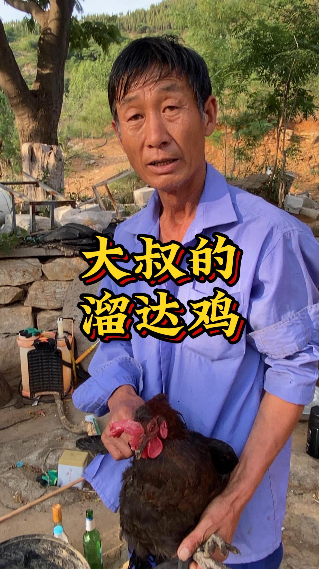 大叔今天下血本了,自家散养五爪鸡直接开炖