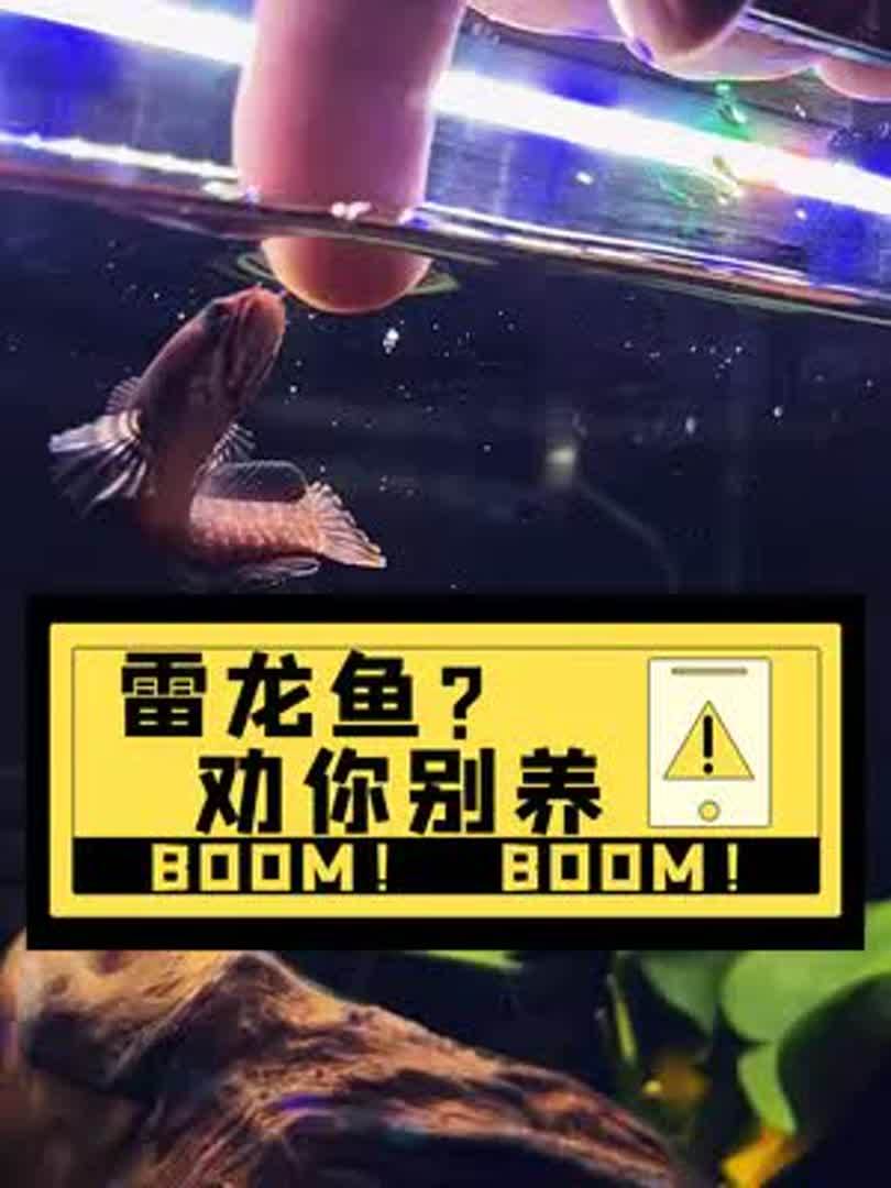 阿萨姆奶茶雷龙咬手,这种鱼一养就停不下来,想看它长大的样子
