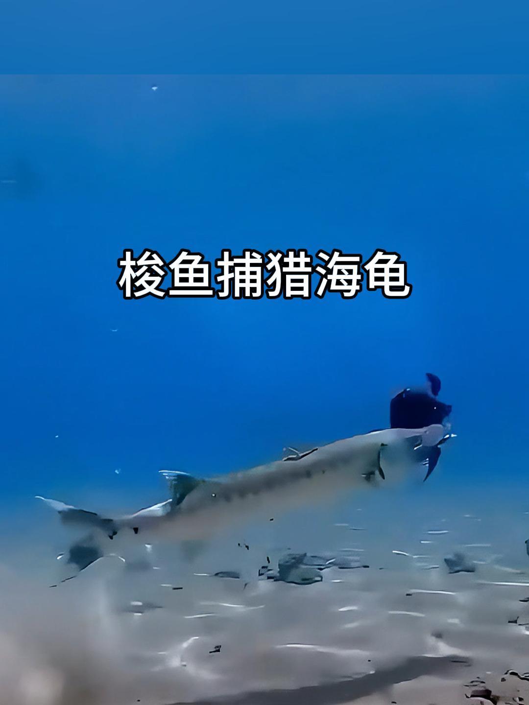 梭鱼海底捕猎乌龟