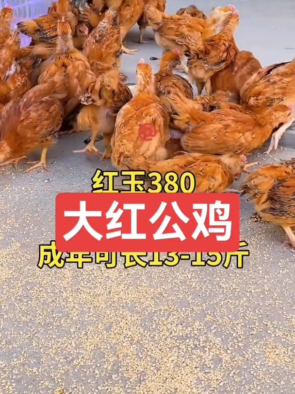 农村散养土鸡大红公鸡公母都有芦花鸡脱温鸡苗